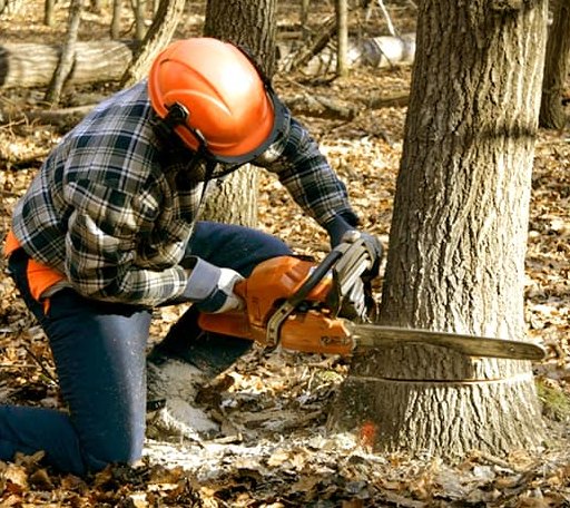 Tree Removal in Gillett, AR